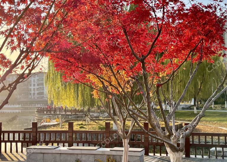 红叶，城市副中心西海子公园秋季风光
